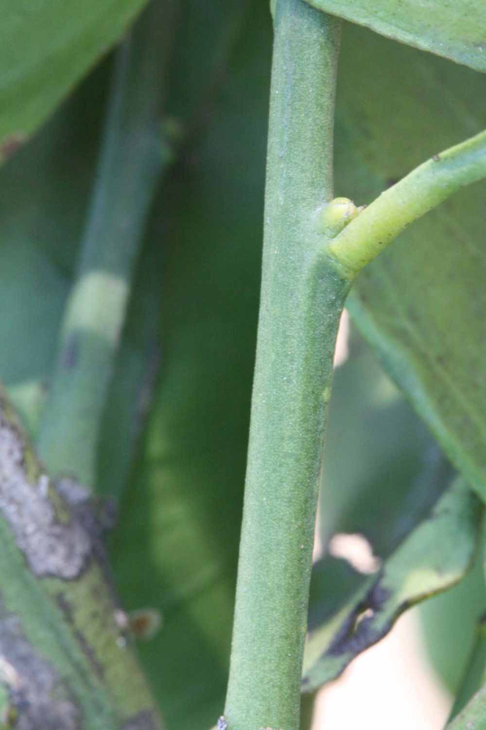              First year twig (Riverside, CA)       